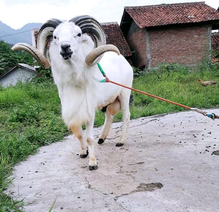 Domba