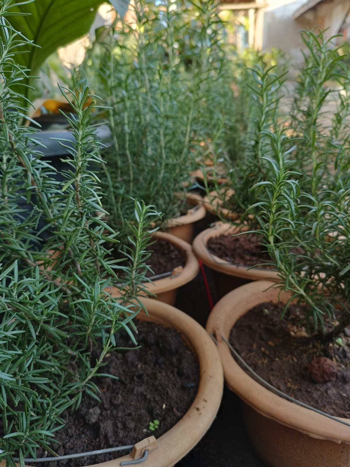 Bibit Rosemary