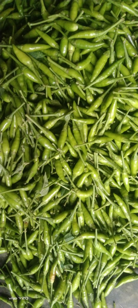 Cabe Hijau