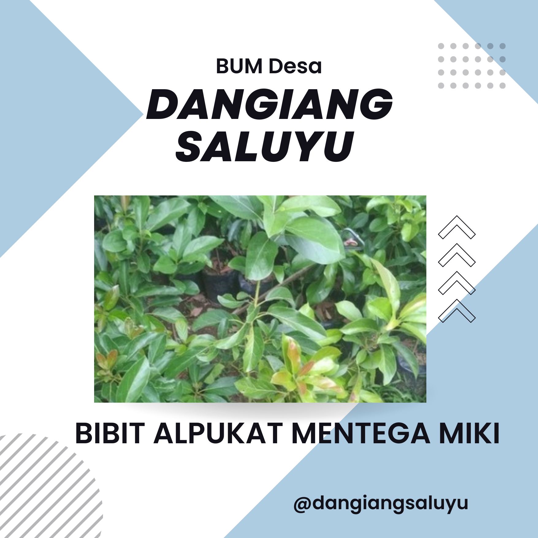 BIBIT ALPUKAT MENTEGA MIKI