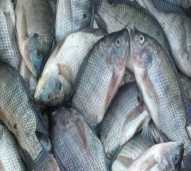 IKAN NILA