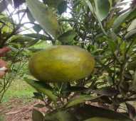 JERUK SEGAR